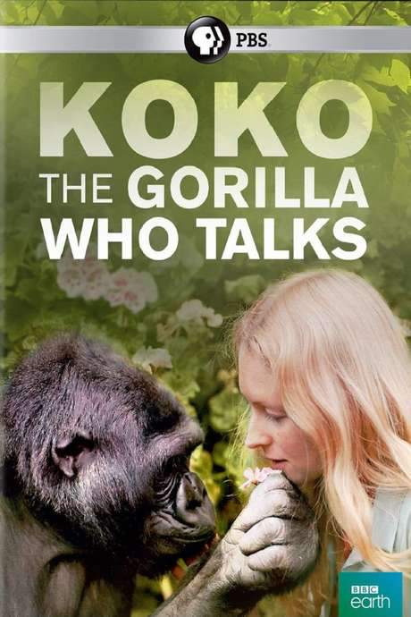 Koko: The Gorilla Who Talks to People